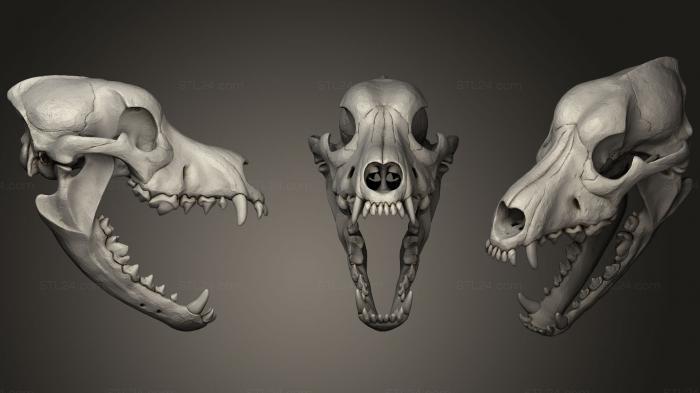 Анатомия скелеты и черепа (Выкопанный Череп, ANTM_0396) 3D модель для ЧПУ станка